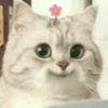 lfjjk