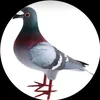 kivilumi