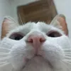 sarahhpimentelll