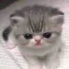 thekittyhasproblems