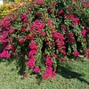 isnellea974