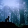 umair_sardar4