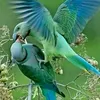 srshariful3