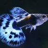 studyanteng_fishkeeper