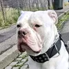 ivan_americanbulldog