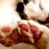 lizcat16