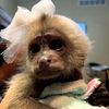 monkeymahala