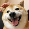 cheemsdawolf
