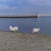 zossa.a