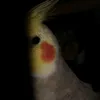 ugie_the_cockatiel