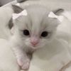 binkycy