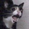 maggie_bobagirl