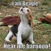 beagleville1