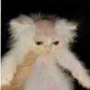 baldcat69420