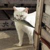 _leeknowfavoritecat