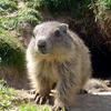 marmotte145