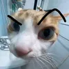 p_vanh20