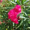 _dreamsflowers._