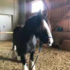 lina_petlove