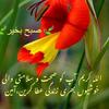 sohail9167