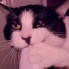 gustycatm