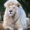 saeedmahdy493