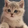 lyalialkmr