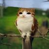 richcattho
