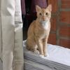 maygatitos3