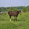 crazyhorselover08