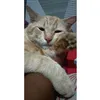 hema_chandra2