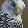 husseinmajeed29
