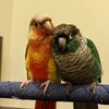 2crazyconures