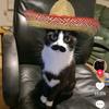messicans_cat