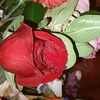 nat_rosem24