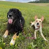 dasty.and.tessie