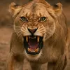 lionne06100