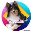 eros_sheltie