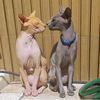 sphynxfamily6
