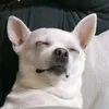 jetdariook