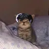 oxahari