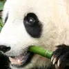 bambus_panda5