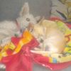 maryus_31