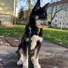 zickechen