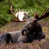 moose.3255