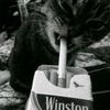frxn_mtnz