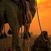 dawalaub