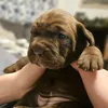 bentleyboo01