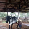luizlopesantunes3
