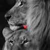 dilfuza_9393
